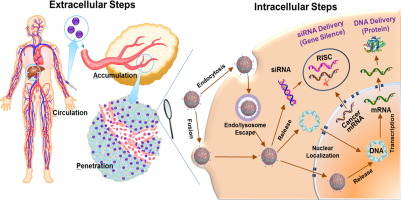 401x200 Nonviral Cancer Gene Therapy Delivery Cascade And Vector