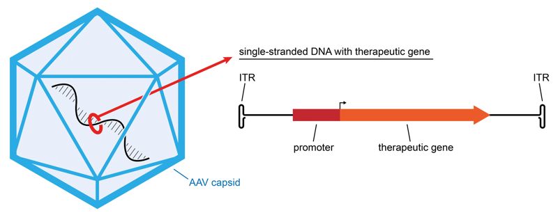 800x309 Realizing The Promise Of Gene Therapy Through Collaboration