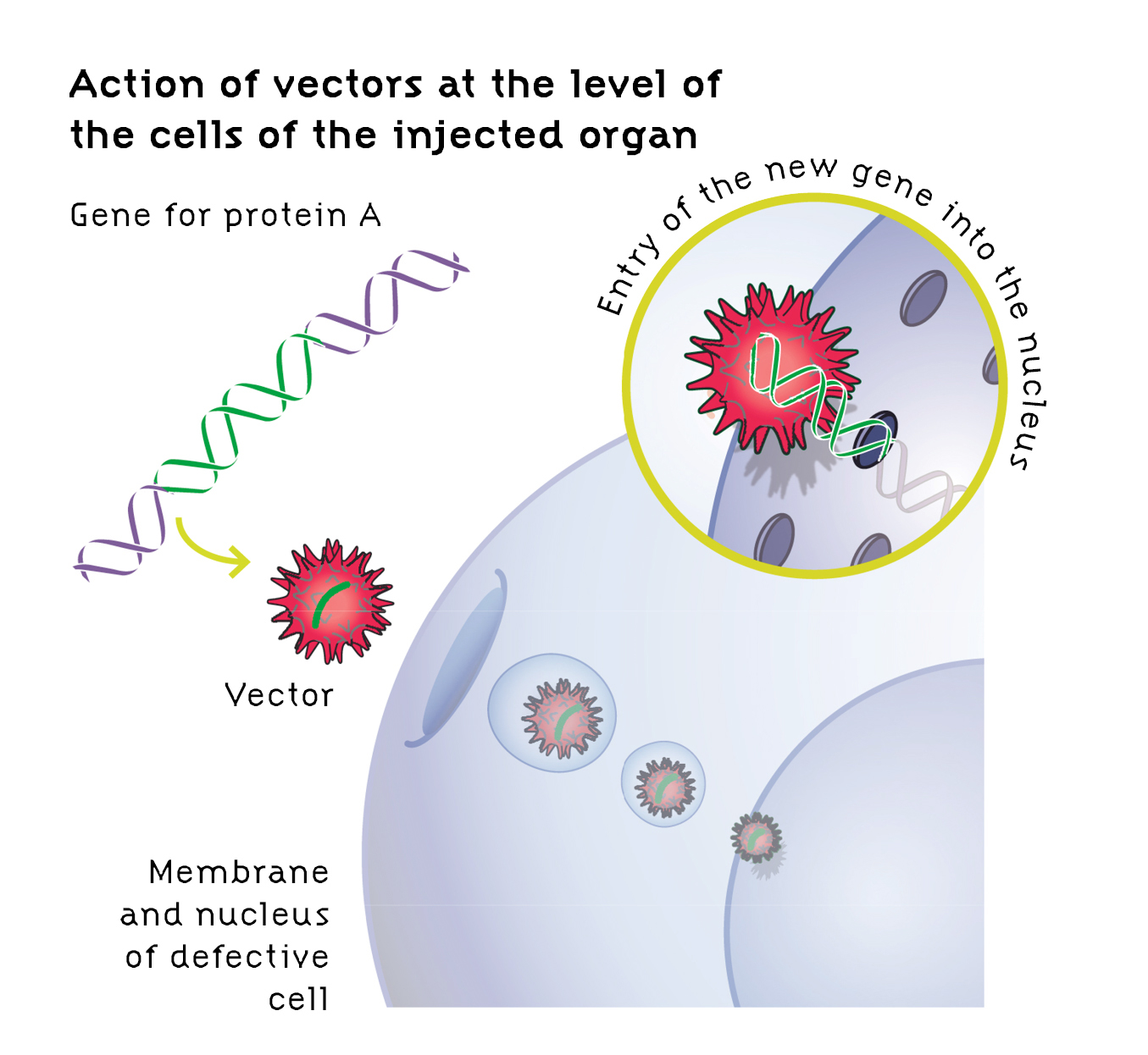 1355x1246 Vectors Gt Institut Des