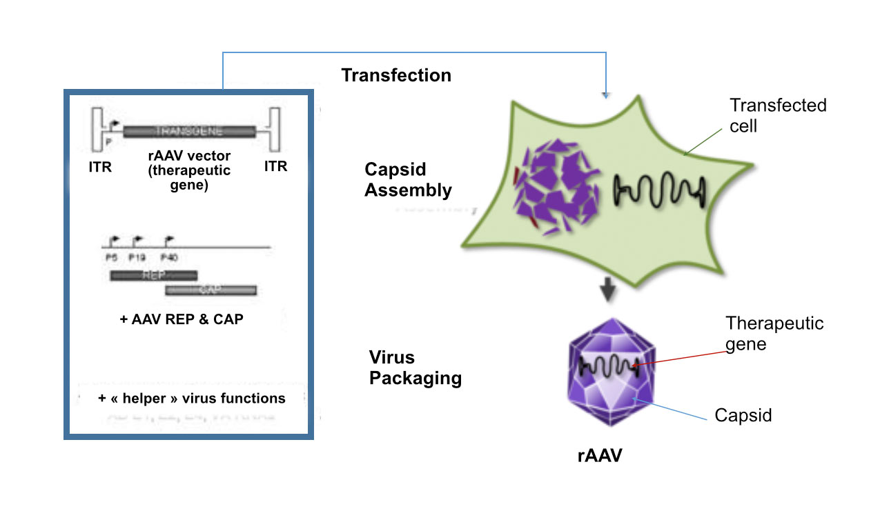 1275x741 Raav Vectors Are The Carriers Of Choice For Retinal Gene Therapy