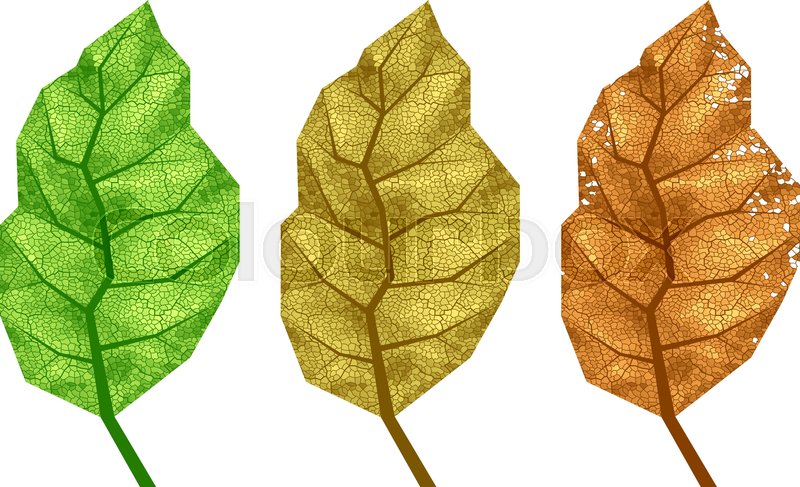 800x487 Three Vector Tobacco Leaves With Stock Vector Colourbox