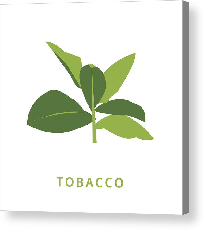 666x750 Tobacco Leaves, Green Plant Vector Illustration, Isolated Acrylic