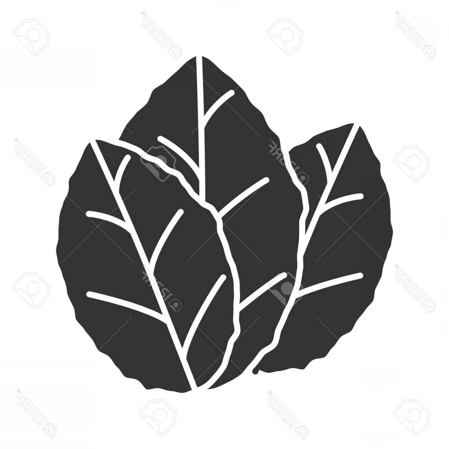 1560x1560 Tobacco Vector Silhouette Lamaison