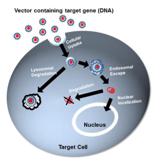 Intracellular Trafficking Of Dna Delivery Vector Complexes This 600x619 Intracellular Trafficking Of Dna Delivery Vector Complexes This