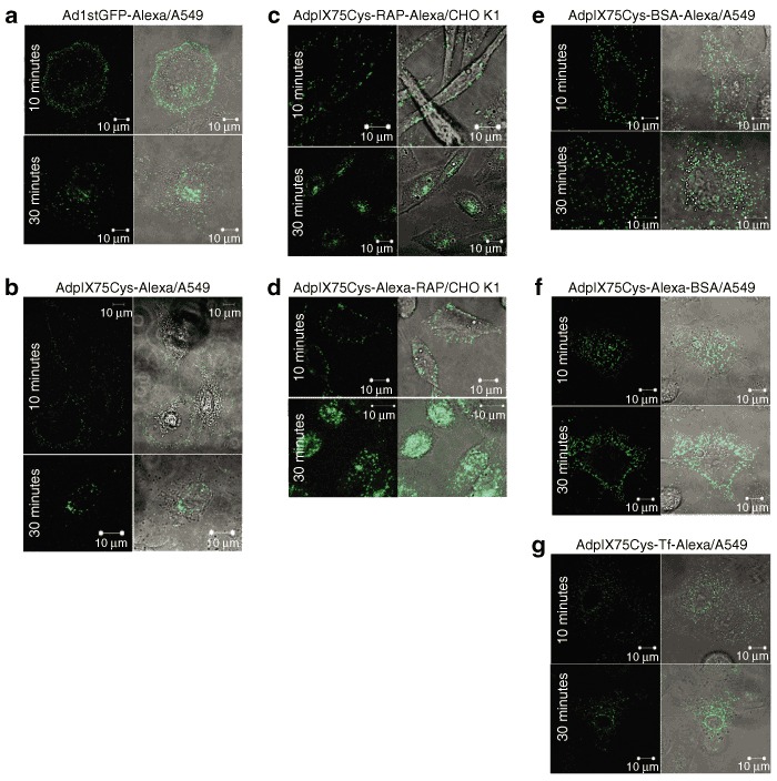 Intracellular Trafficking Of Labeled Adenoviral 700x704 Intracellular Trafficking Of Labeled Adenoviral
