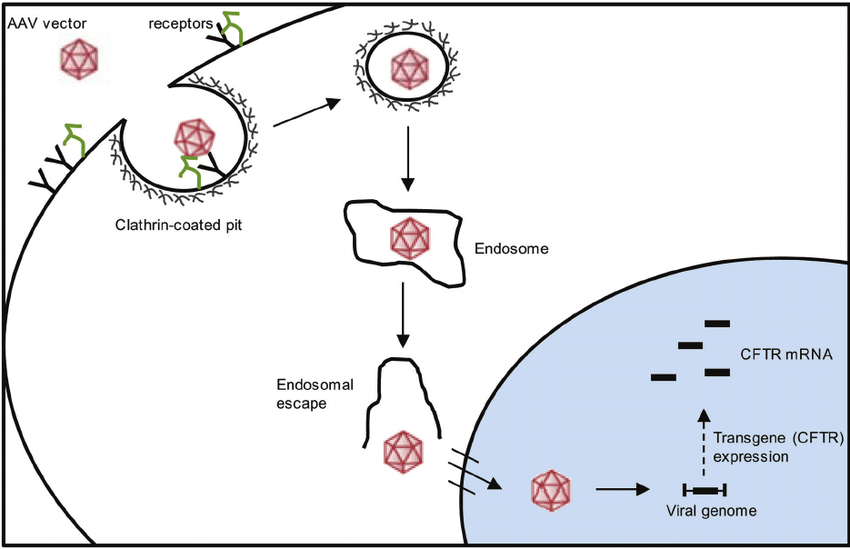 Cell Entry And Trafficking Of The Adeno Associated Virus 850x549 Cell Entry And Trafficking Of The Adeno Associated Virus