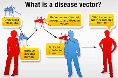 Vcehp Vector Control For Eh Professionals Ehs Cdc 400x264 Vcehp Vector Control For Eh Professionals Ehs Cdc
