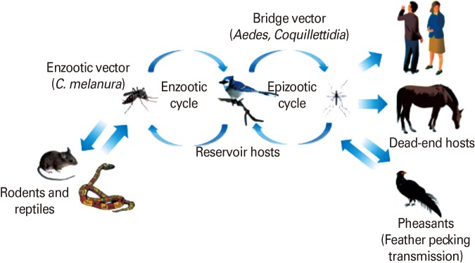 675x374 Enzootic And Epizooticepidemic Transmission Cycles Of Eastern