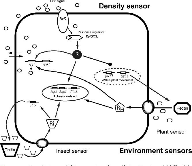 Vector Transmission at Collection of Vector