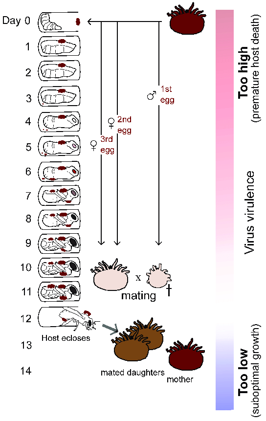 Hypothetical Impact Of Indirect Vector Transmission On Virus 544x861 Hypothetical Impact Of Indirect Vector Transmission On Virus