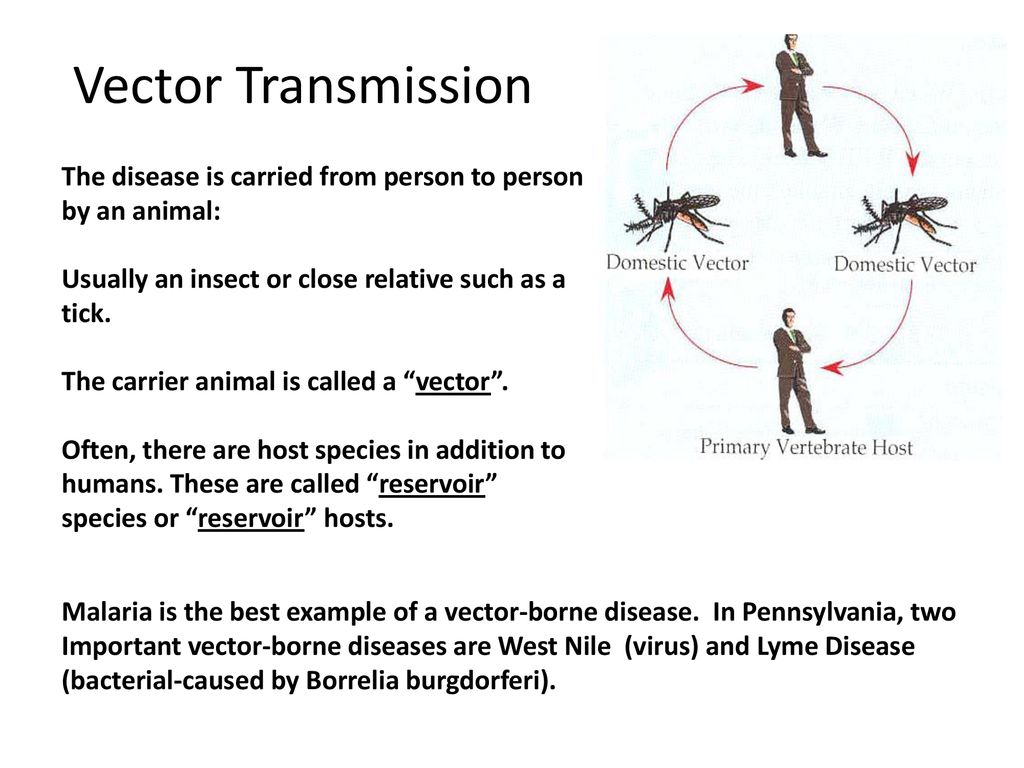 examples of vector borne transmission