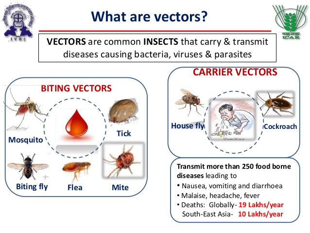638x479 Vector Borne Diseases Ivm