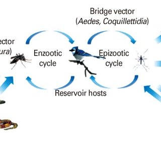 320x320 Vertebrate Host And Vector Transmission Cycles