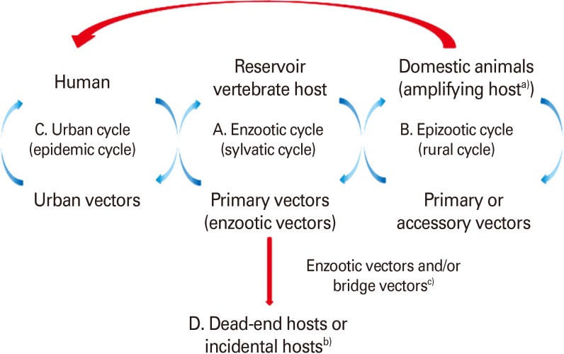796x499 Vertebrate Host And Vector Transmission Cycles