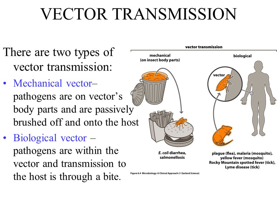 internal vector borne transmission