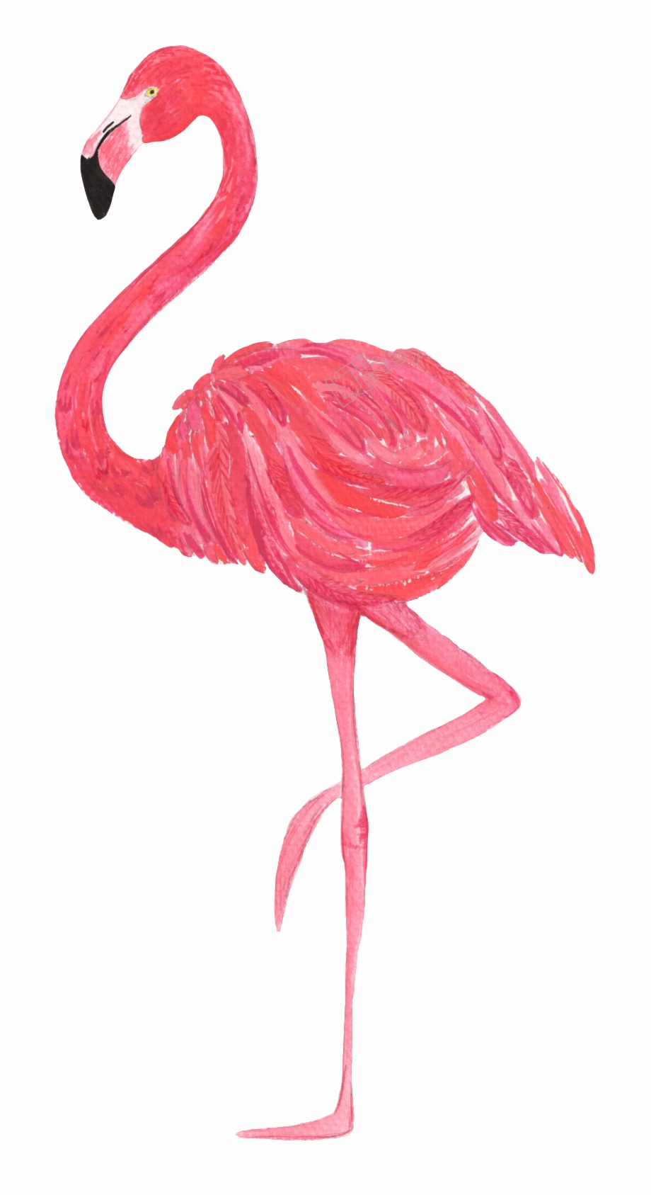 920x1687 Flamingo Vector Transparent