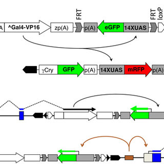 320x320 The Containing Bipartite Gene Trap Vector Gbt And Its