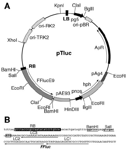 434x514 The Ptluc Promoter Trap Vector A, Restriction Map Of The Ptluc
