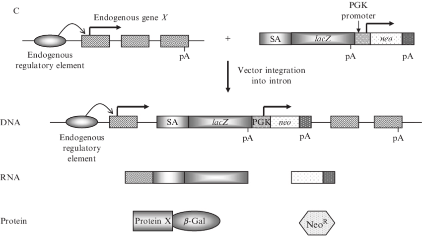 850x475 Three Common Gene Trap Vectors Each Vector Is Depicted Inserting