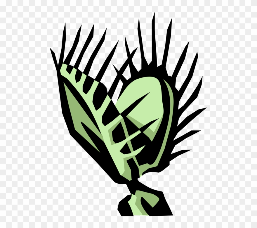 880x780 Venus Fly Trap Carnivorous Plant Vector Image