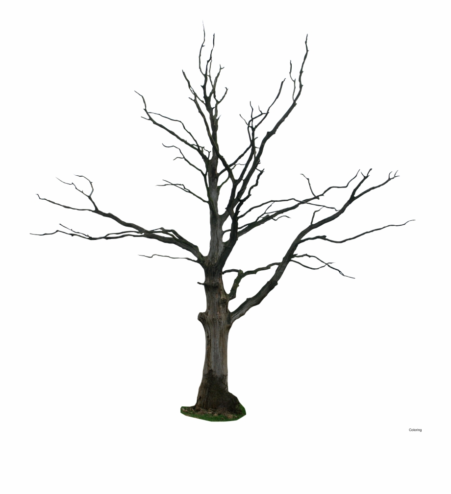 920x1009 Dead Tree Clipart Vector