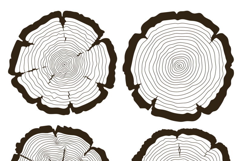 800x533 Vector Tree Rings And Saw Cut Trunk Set