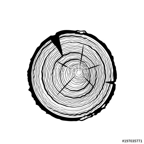 500x500 Vector Tree Rings Saw Cut Tree Trunk Vector Illustration Stock