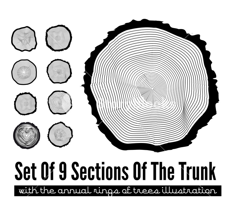 1000x877 Set Of Cross Section Of The Trunk With Tree Rings, Vector