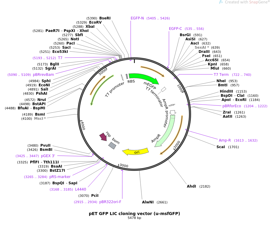 903x760 Addgene Pet Gfp Lic Cloning Vector