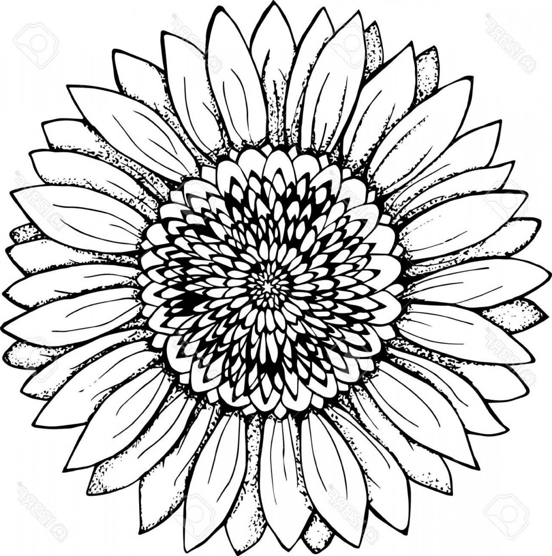1861x1872 Unique Sunflower Vector Black And White Free Wallkeeper
