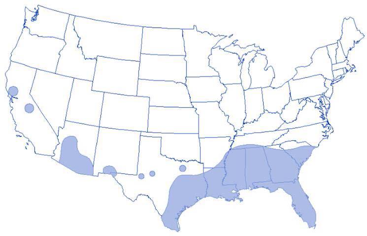745x479 Information On Zika Virus For Clinicians And Students Institute