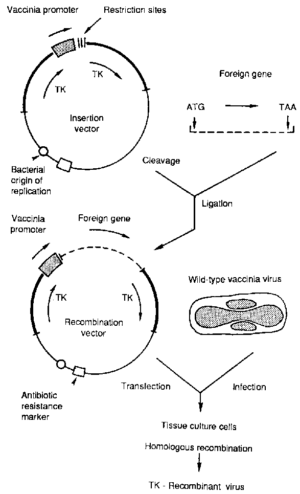 587x966 A Vaccinia Virus Recombinant Vaccine For Rinderpest