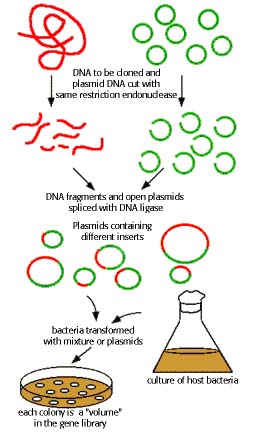 267x432 Immunization