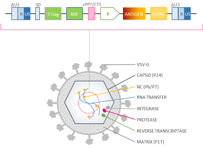 708x517 Lentiviral Vector Immunotherapy Proprietary Platform