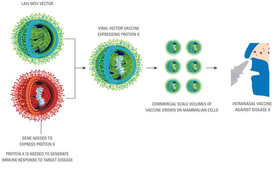 900x571 New Vaccines And Vectors Biodiem
