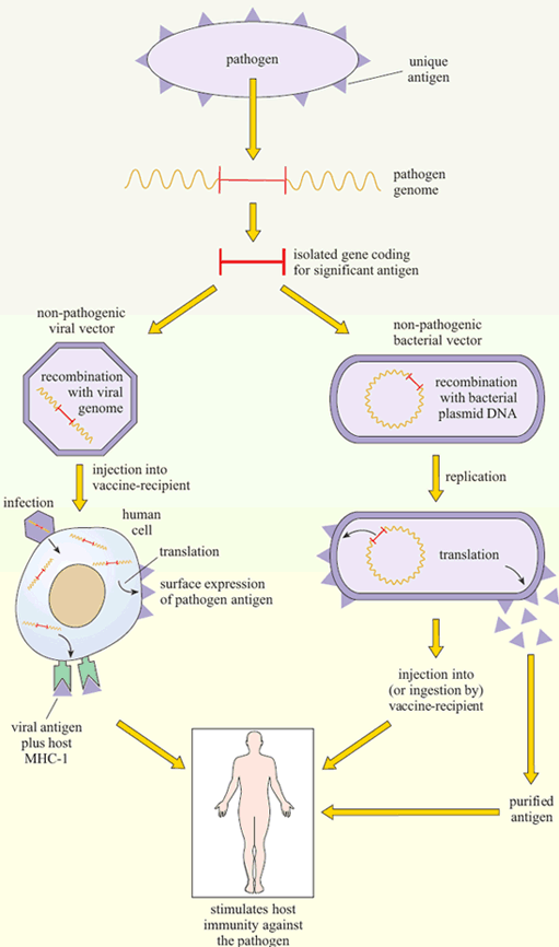 511x866 Vaccination Vaccines Of The Future