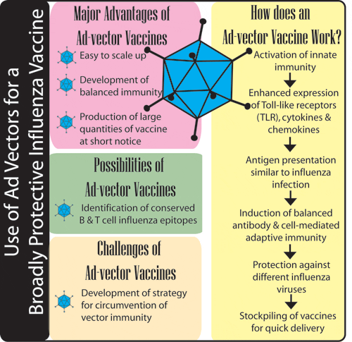 500x485 Adenoviral Vectors Research
