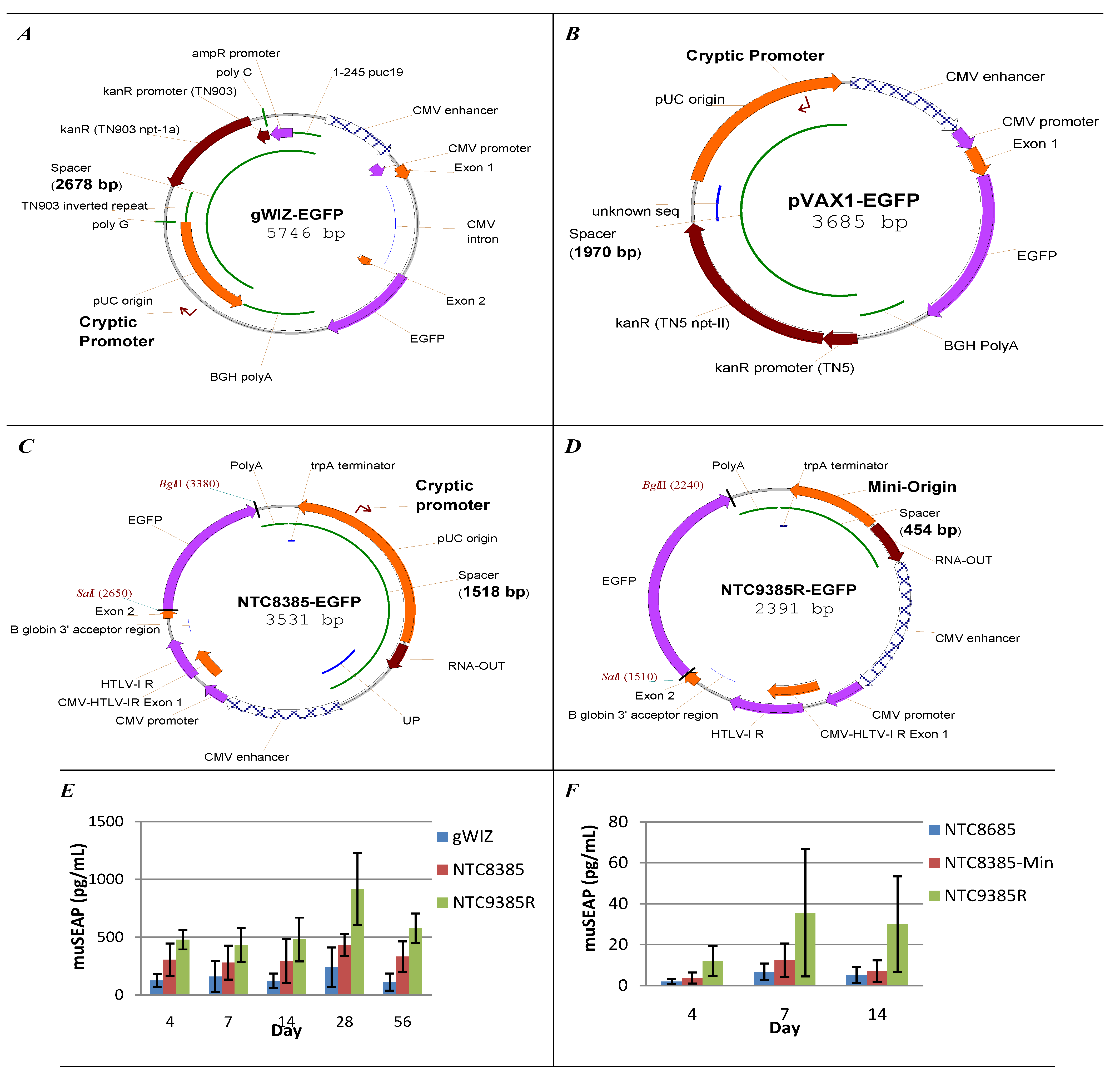 4255x4091 Vaccines Free Full Text Vector Design For Improved Dna Vaccine
