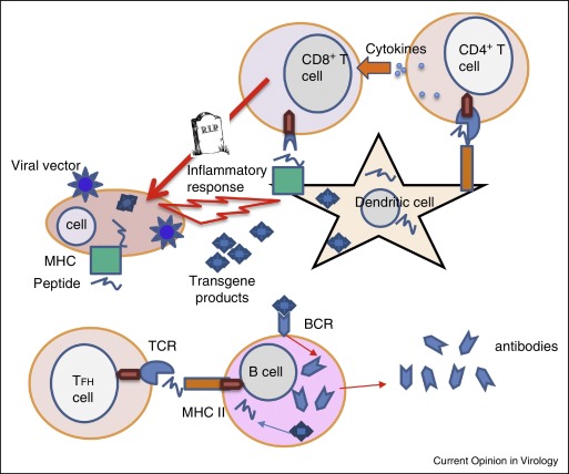 513x428 Viral Vectors As Vaccine Carriers