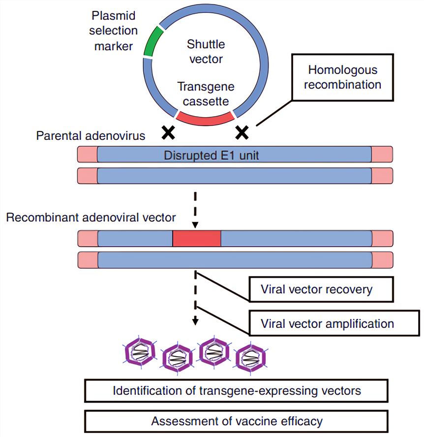 862x888 Adenovirus