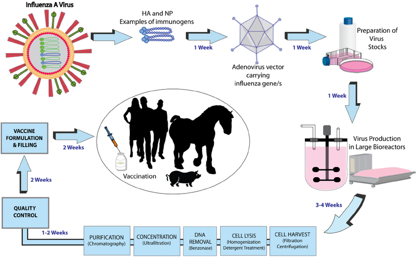 850x529 Adenovirus Vector Based Vaccine Strategy For Influenza Download