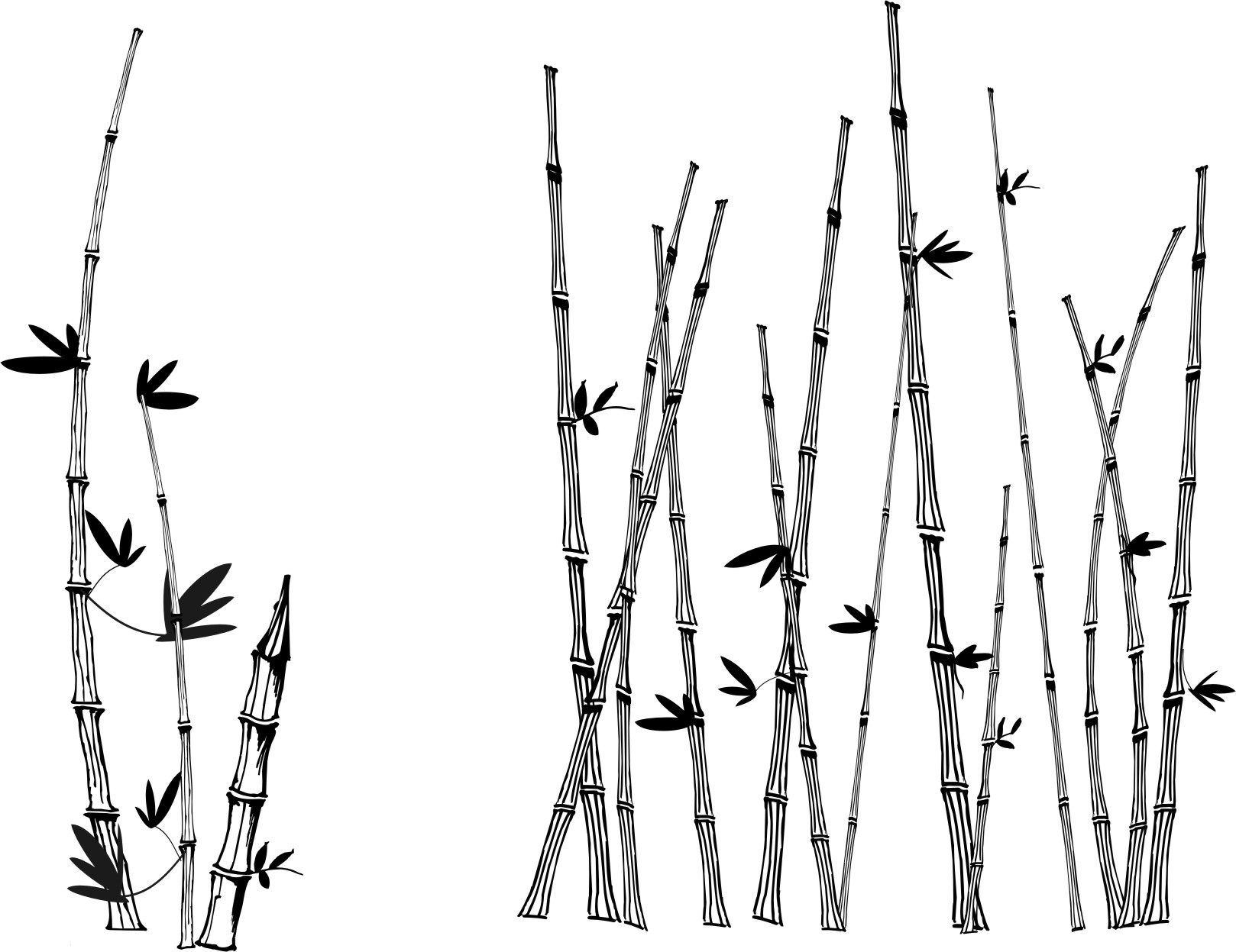 1618x1247 Vector Version Of Bamboo