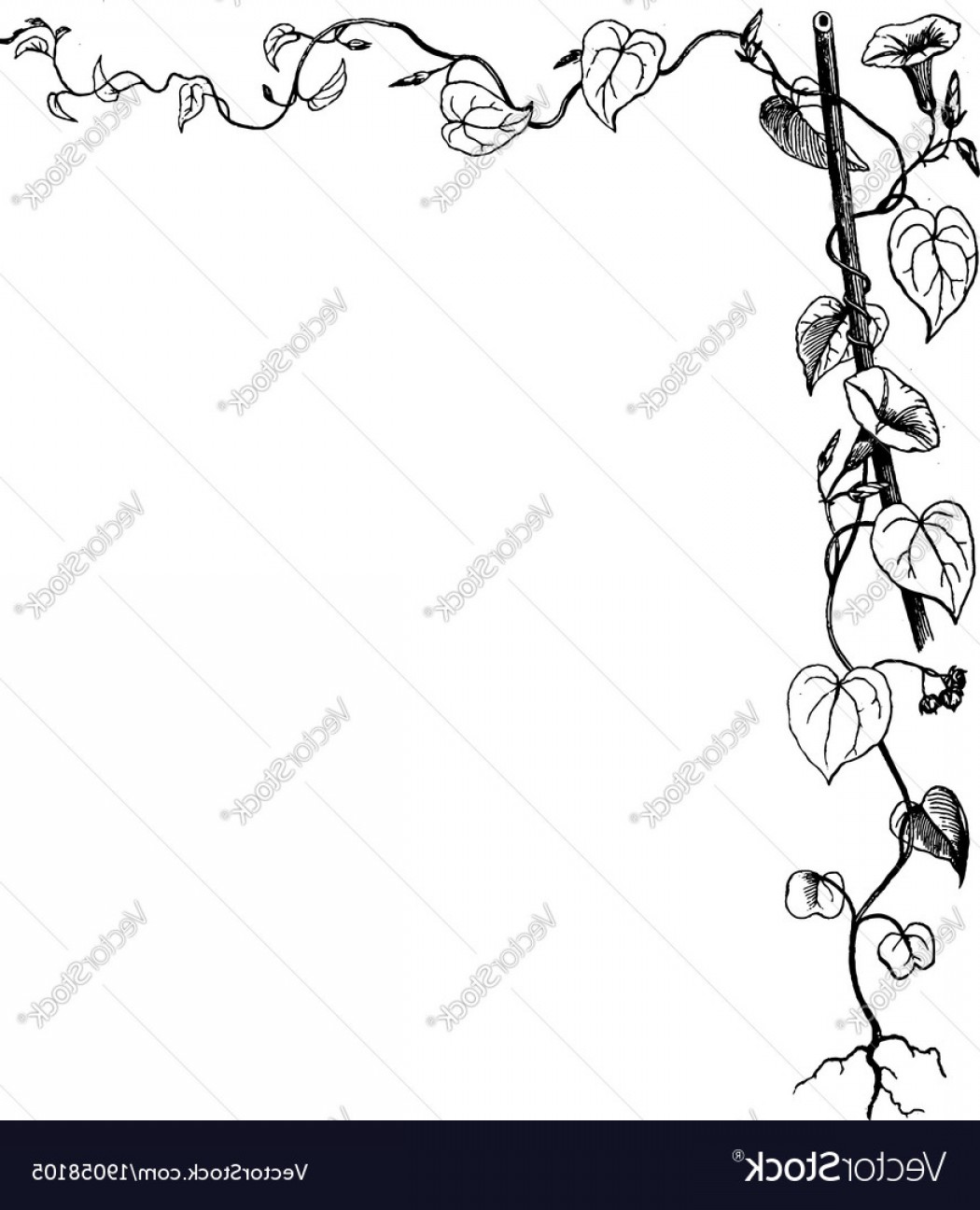 1050x1296 Vine Border Vector Cqrecords