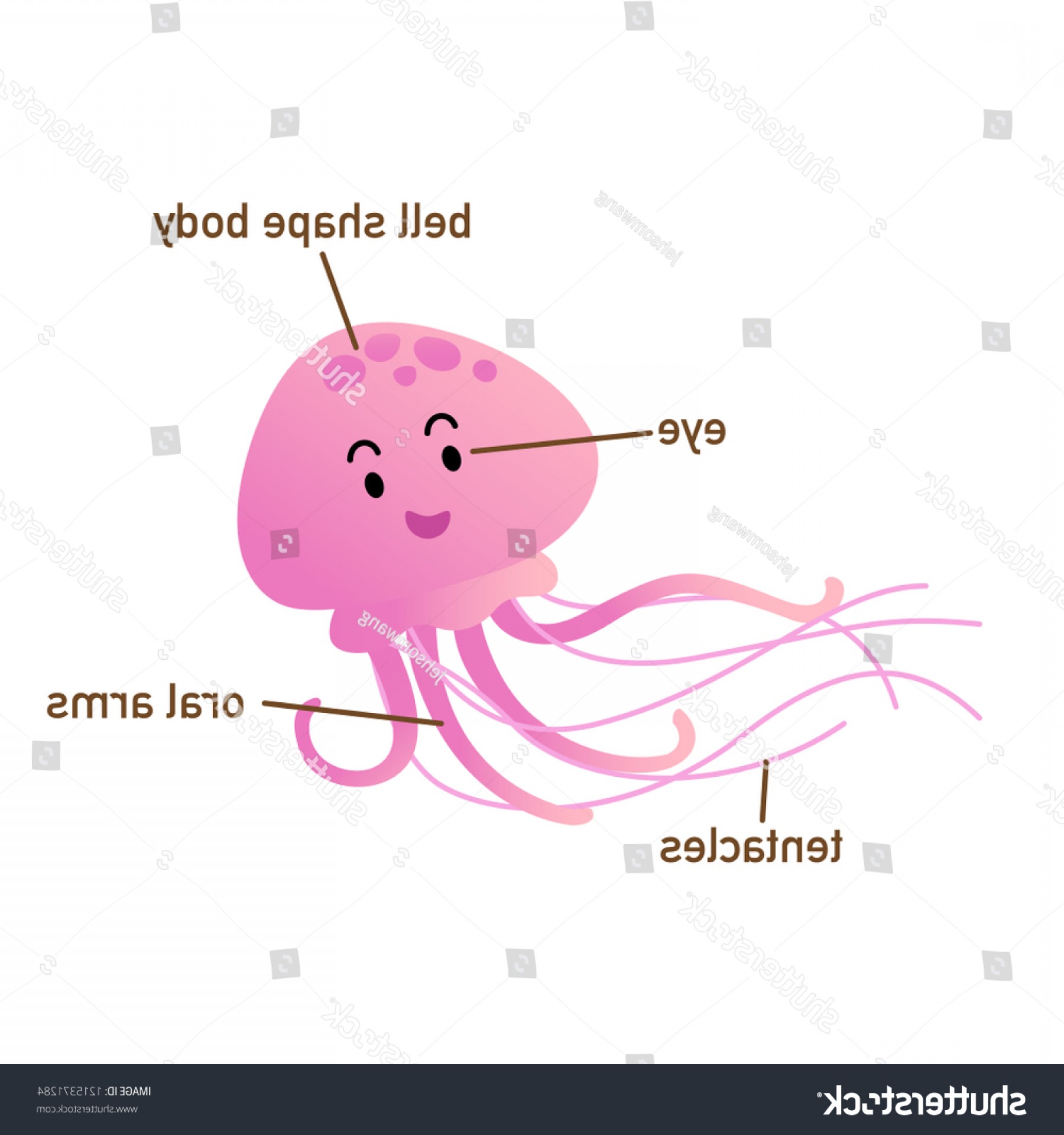 1800x1920 Illustration Jellyfish Vocabulary Part Bodyvector Hoodamathrun