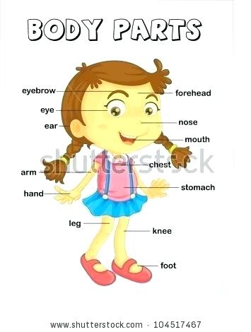 355x470 Stock Vector Vocabulary Body Parts In For Kids Worksheet