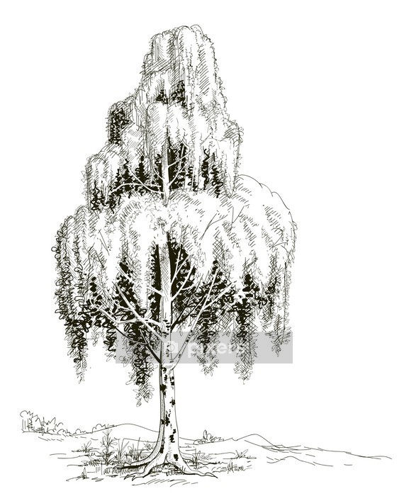 577x700 Birch Tree Sketch Vector Wall Decal