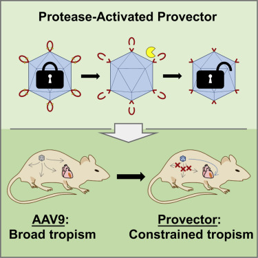 Protease Activatable Adeno Associated Virus Vector For Gene 375x375 Protease Activatable Adeno Associated Virus Vector For Gene