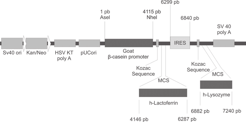 Schematic Presentation Of The Vector Used To Transfect Nmumg 850x420 Schematic Presentation Of The Vector Used To Transfect Nmumg