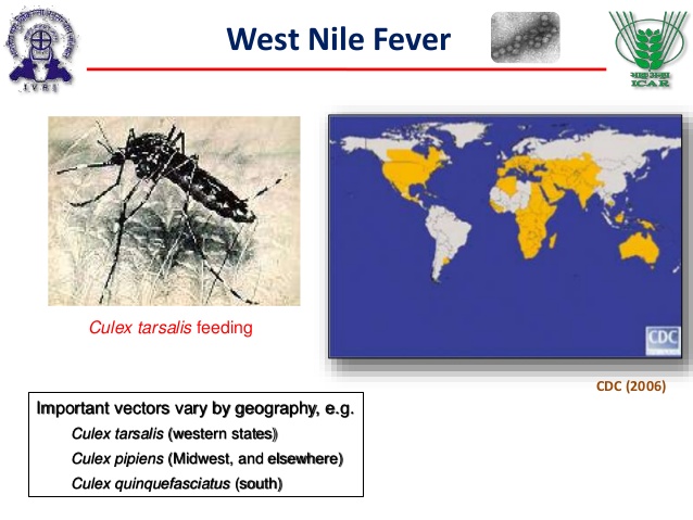 638x479 Vector Borne Zoonoses