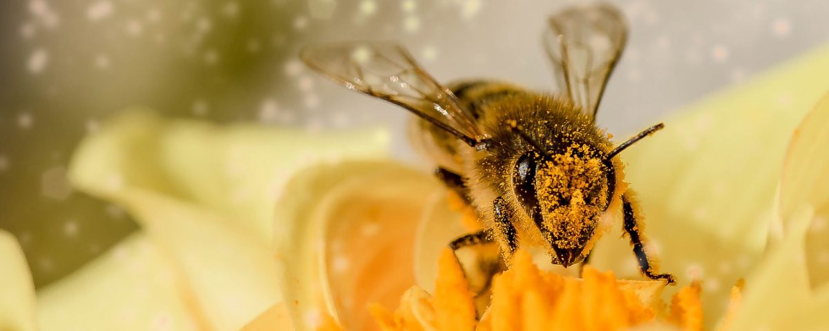 1200x480 Vectorite Clonostachys Rosea